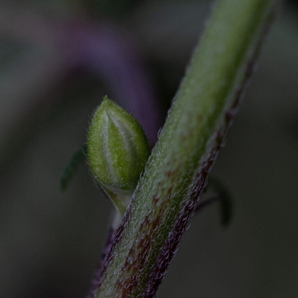 Cannabis female anther stalk