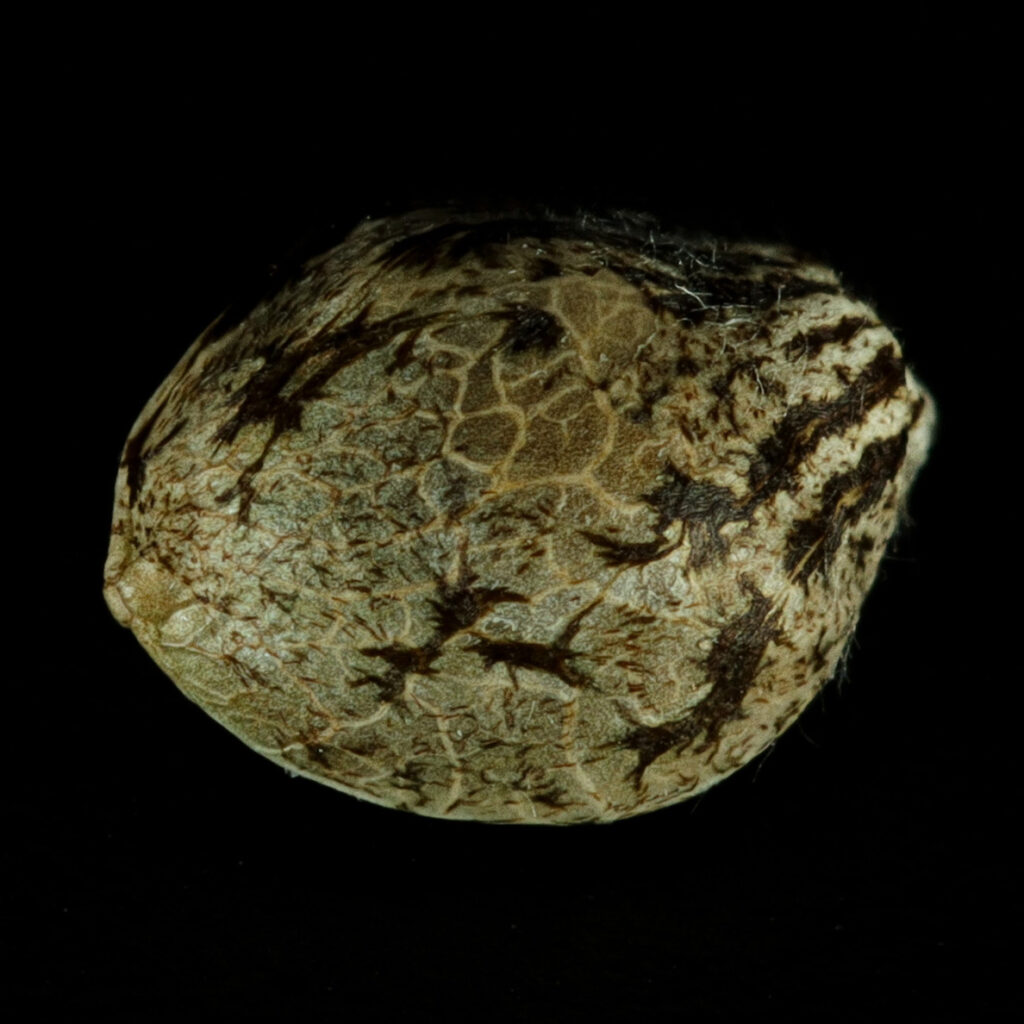 Cannabis Seed