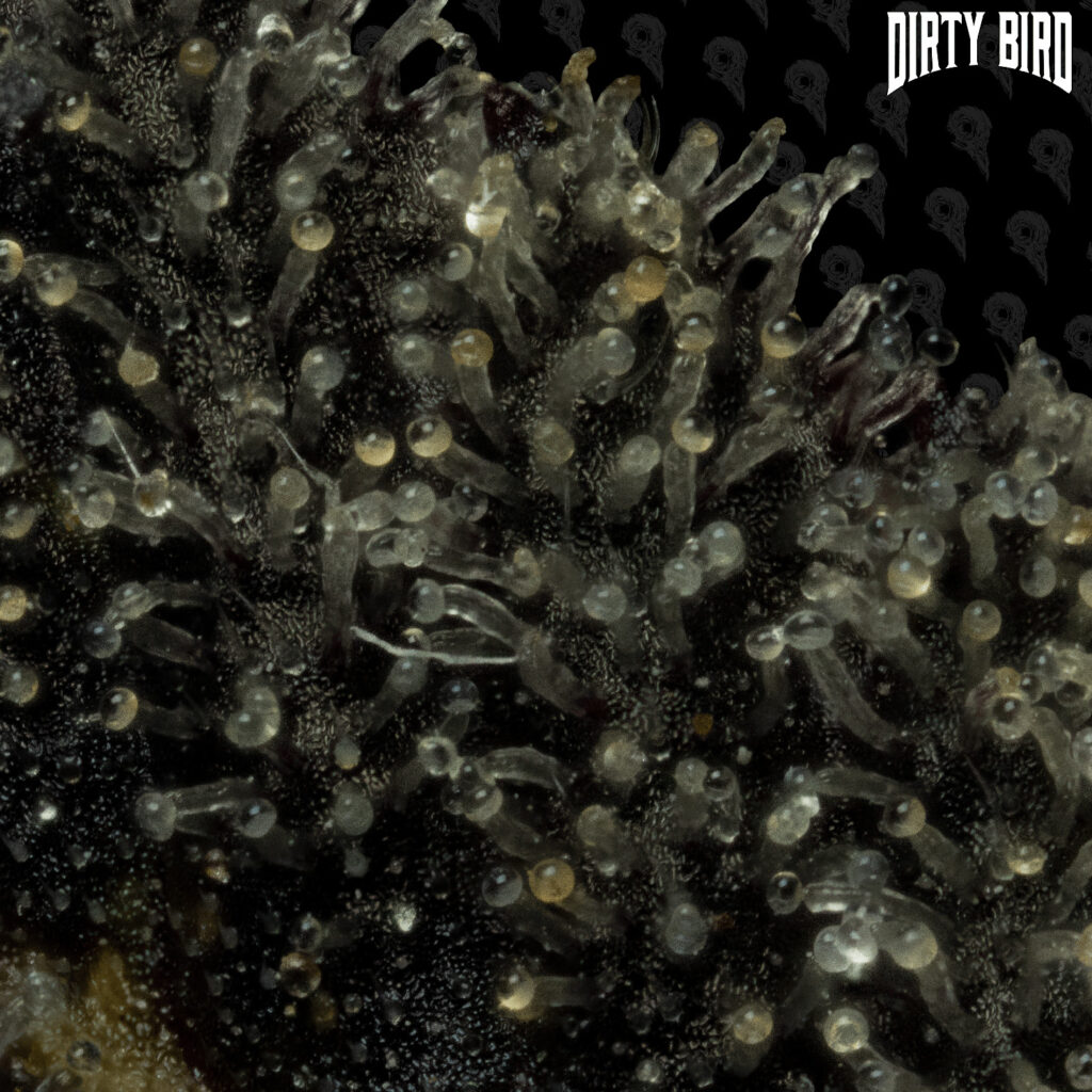 Cannabis Bad Apple Trichome