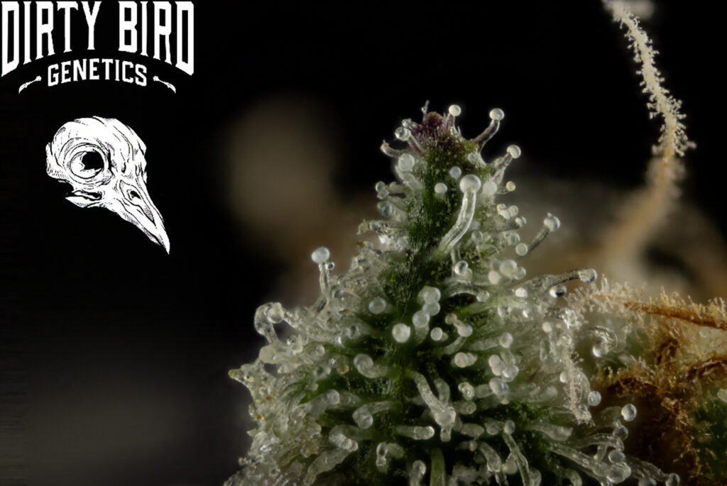 Cannabis Cloudy Trichome