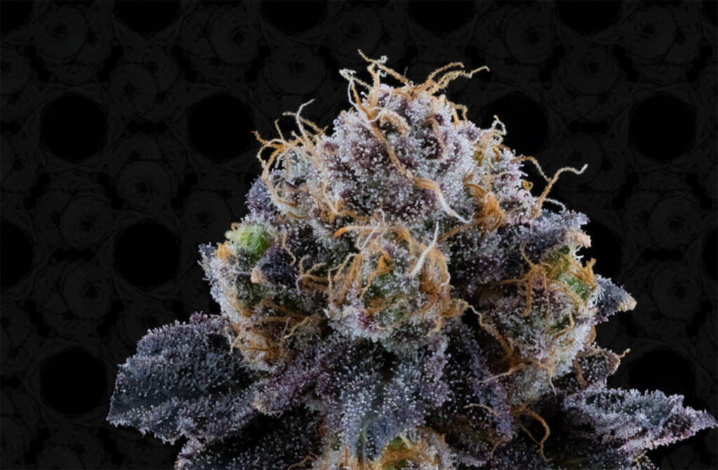 Cannabis Mature Stigmas