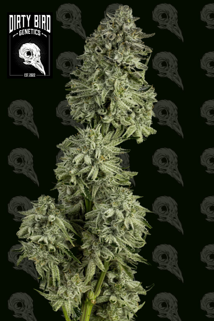 Cannabis Harvest Wet Trim