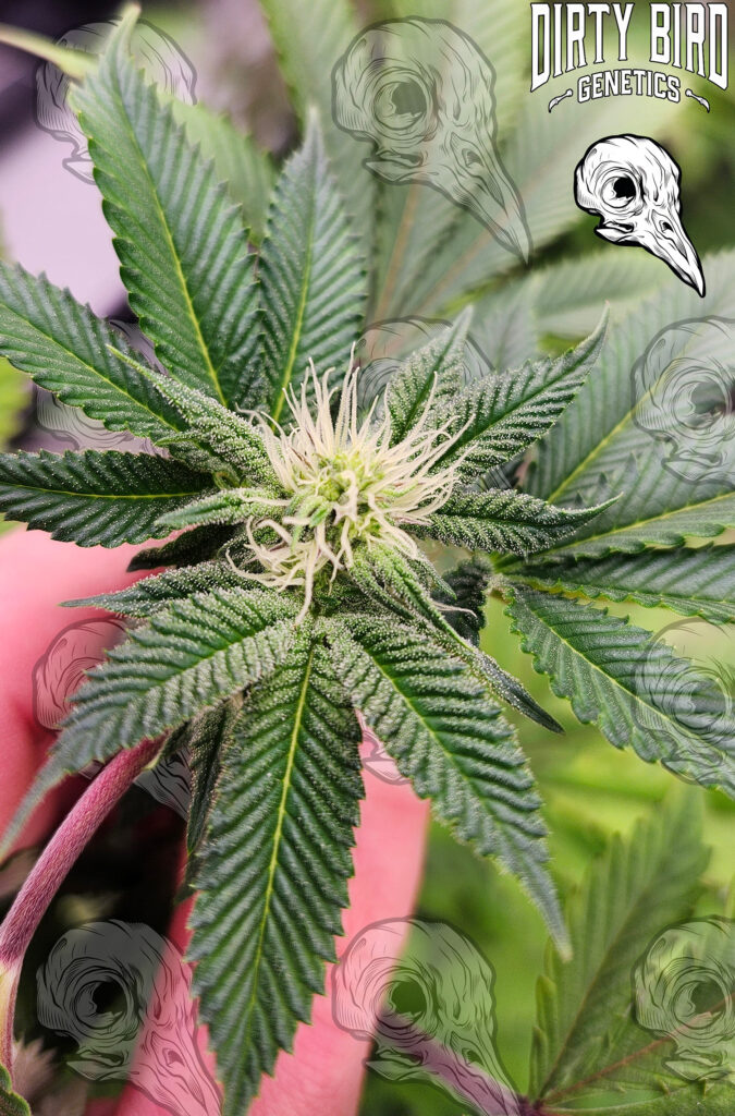 Cannabis Young Stigmas