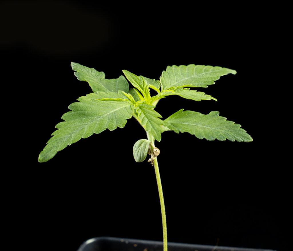Cannabis Plant