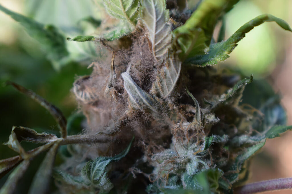 Cannabis Powdery Mildew Botrytis